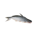 Aytac Pangasius Fish Whole