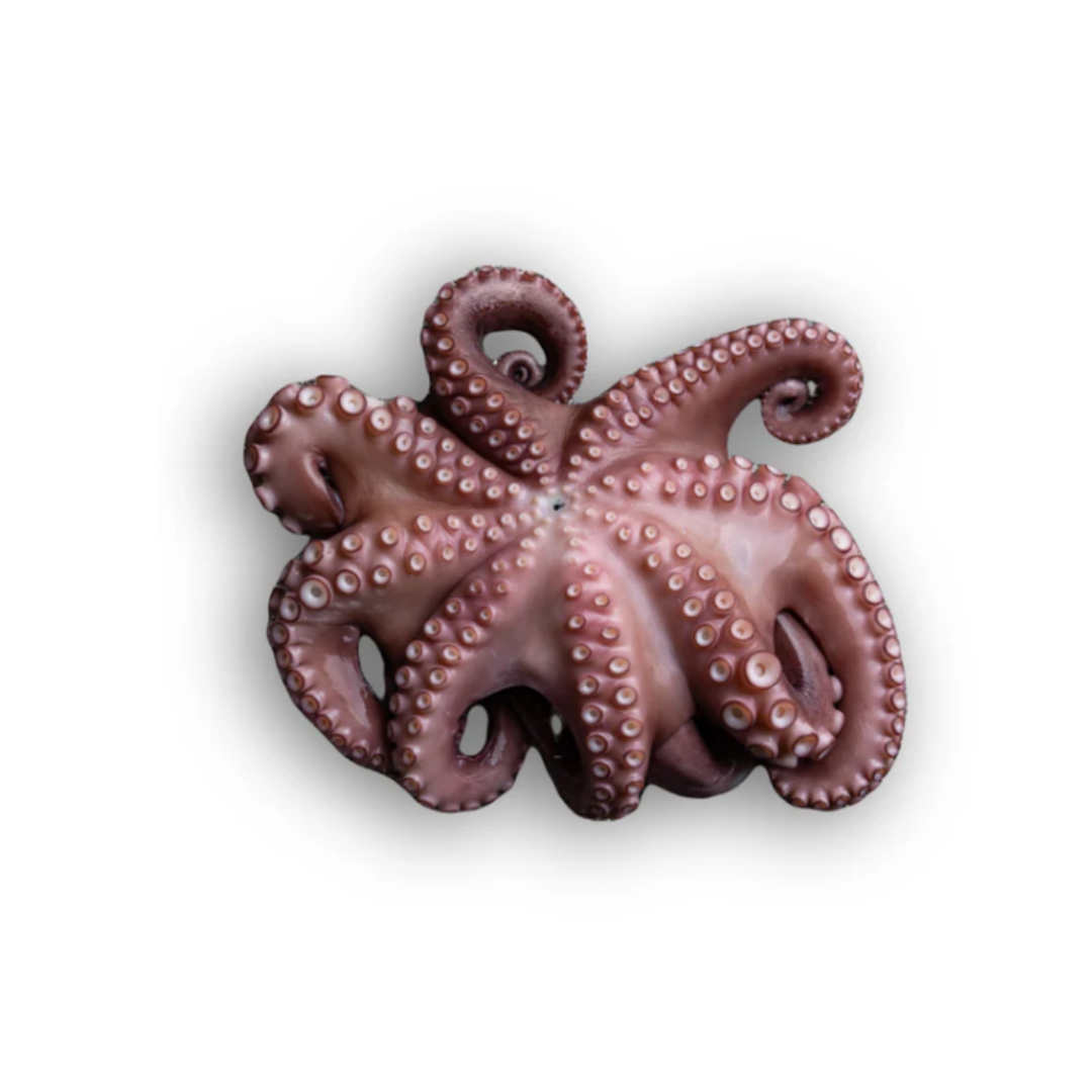 Brasmar Cleaned and Gutted Octopus 1-2KG