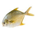 Fish Golden Pomfret (each)