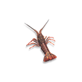Jumbo Crayfish 1 kg