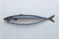 Fish Mackerel Whole (each)