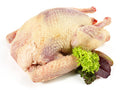 Pigeon Whole (each)