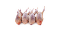 Quail Whole x 4