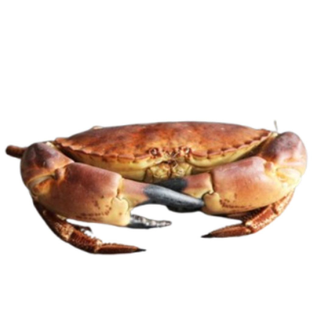 Crab Whole Male (each)