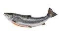 Fish Salmon Whole (each)