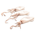 Holmes IQF Cleaned Baby Squid 21/40 800gr