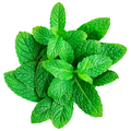 Mint / Each